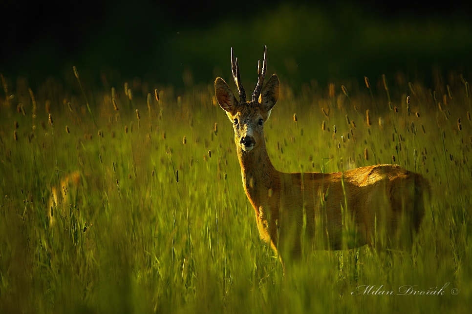 Canon EOS 7D Mark II + Canon EF 300mm F2.8L IS USM sample photo. With the sun in the back photography