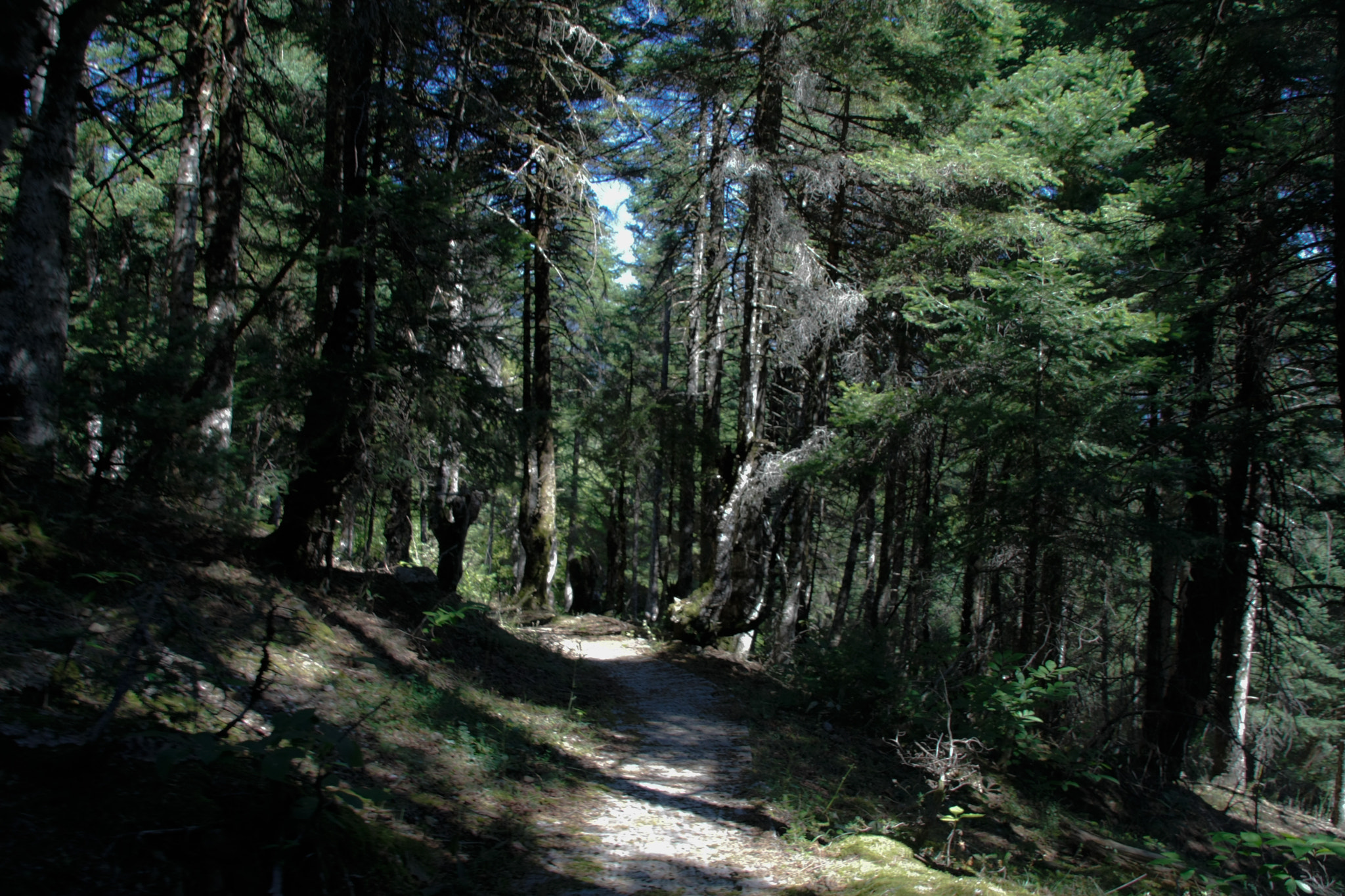 Sigma 18-200mm f/3.5-6.3 DC OS sample photo. Forest photography
