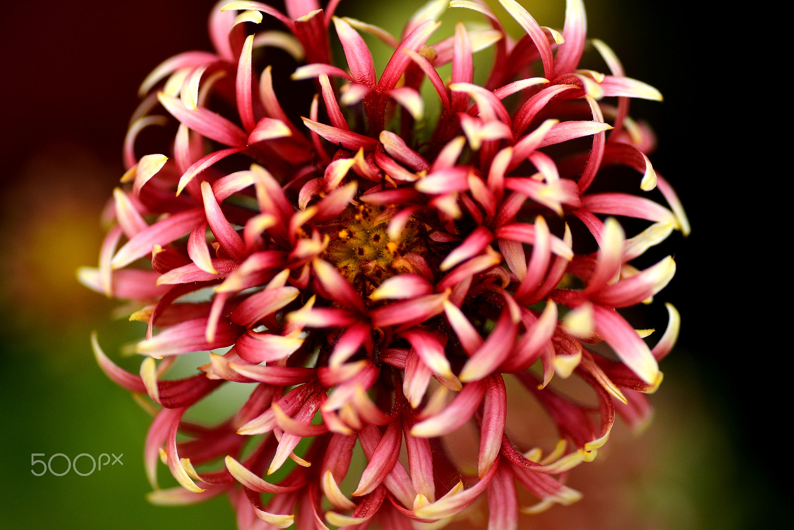 Nikon D600 sample photo. Small flowers gathered photography