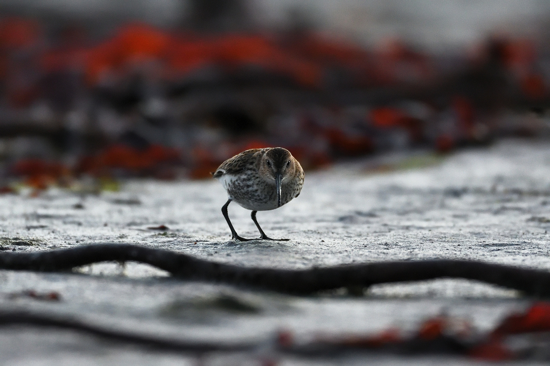 Nikon AF-S Nikkor 500mm F4D ED-IF II sample photo. Dunlin photography