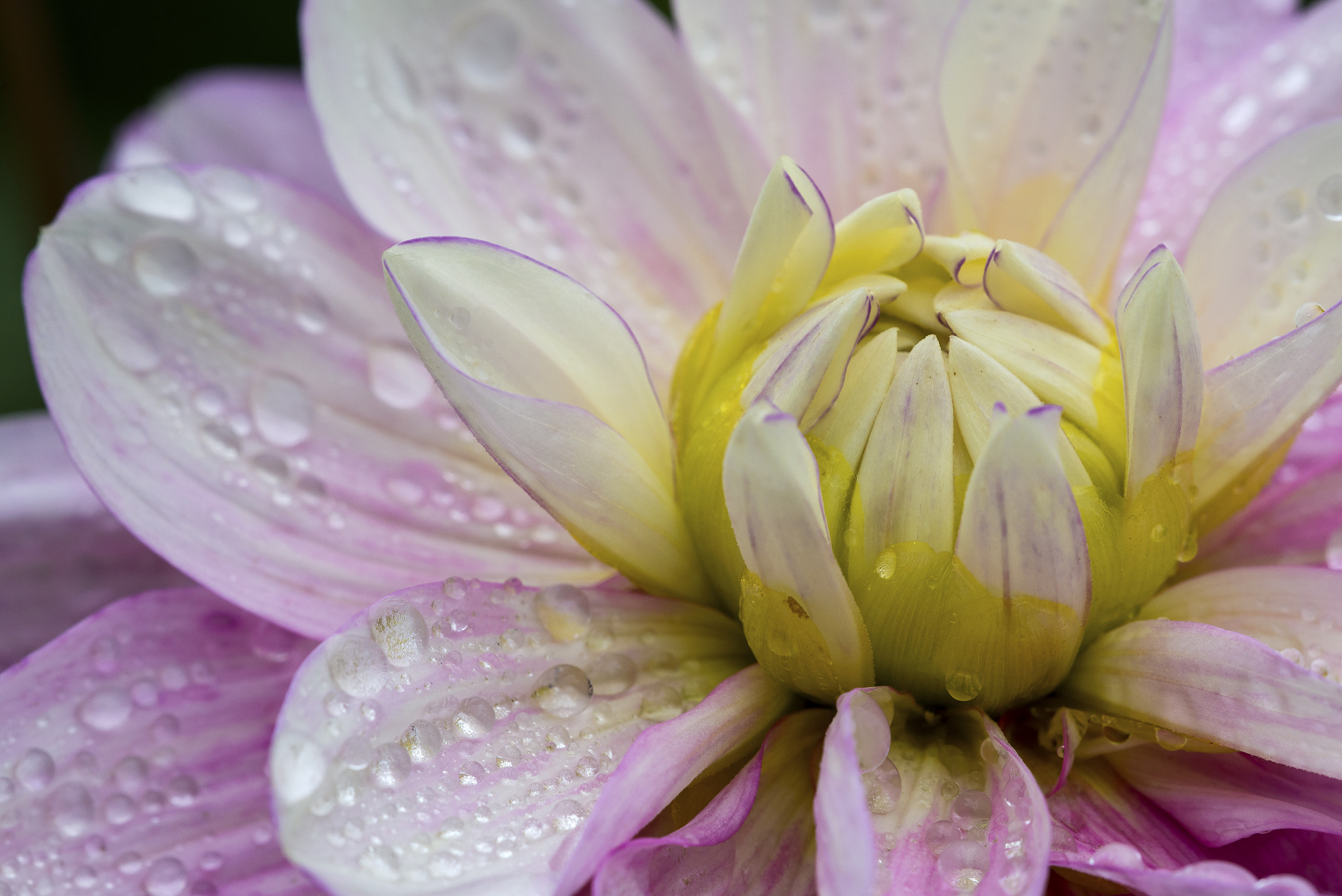 Sigma APO Macro 180mm F3.5 EX DG HSM sample photo. Flower photography