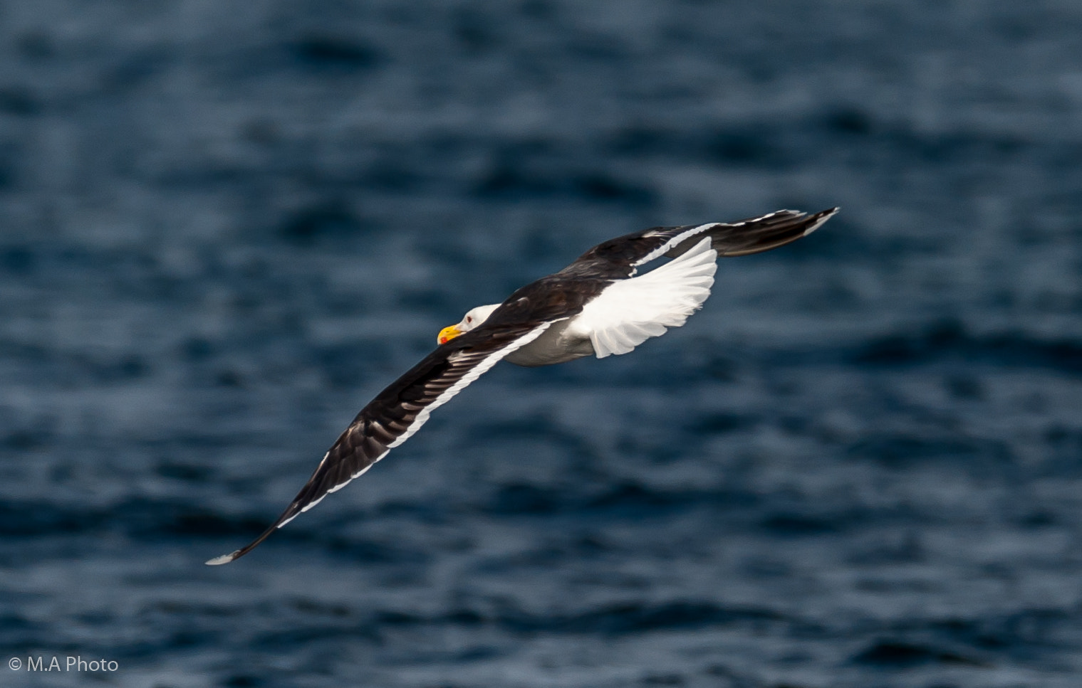 Sigma 150-600mm F5-6.3 DG OS HSM | C sample photo. Great black-backed gull photography