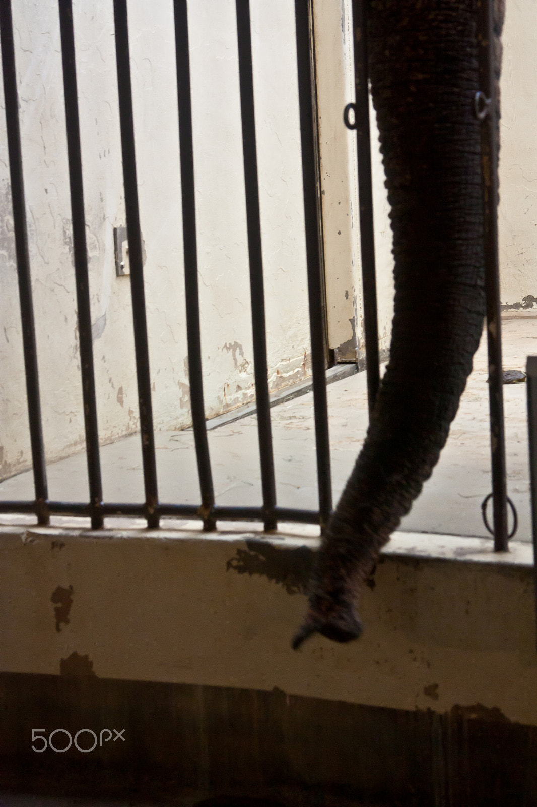 Canon EOS 450D (EOS Rebel XSi / EOS Kiss X2) sample photo. Caged elephant trunk photography