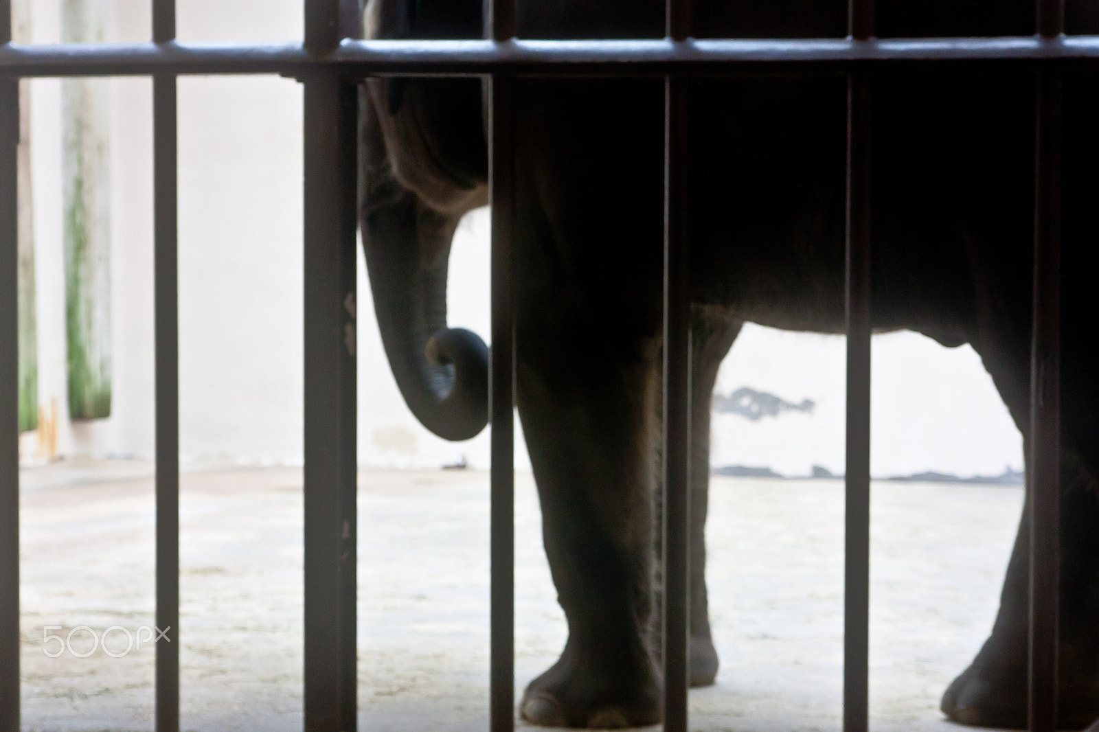 Canon EOS 450D (EOS Rebel XSi / EOS Kiss X2) sample photo. Caged elephant photography