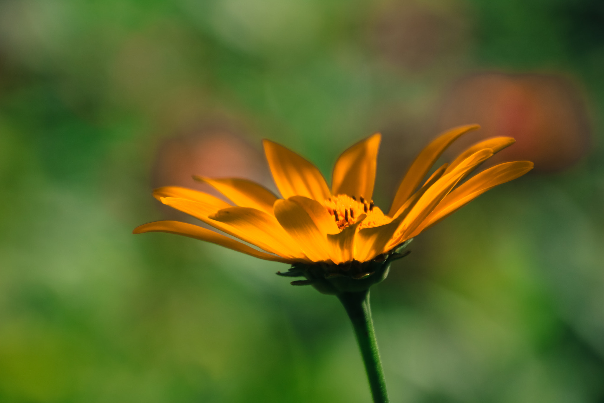 Canon EOS 760D (EOS Rebel T6s / EOS 8000D) sample photo