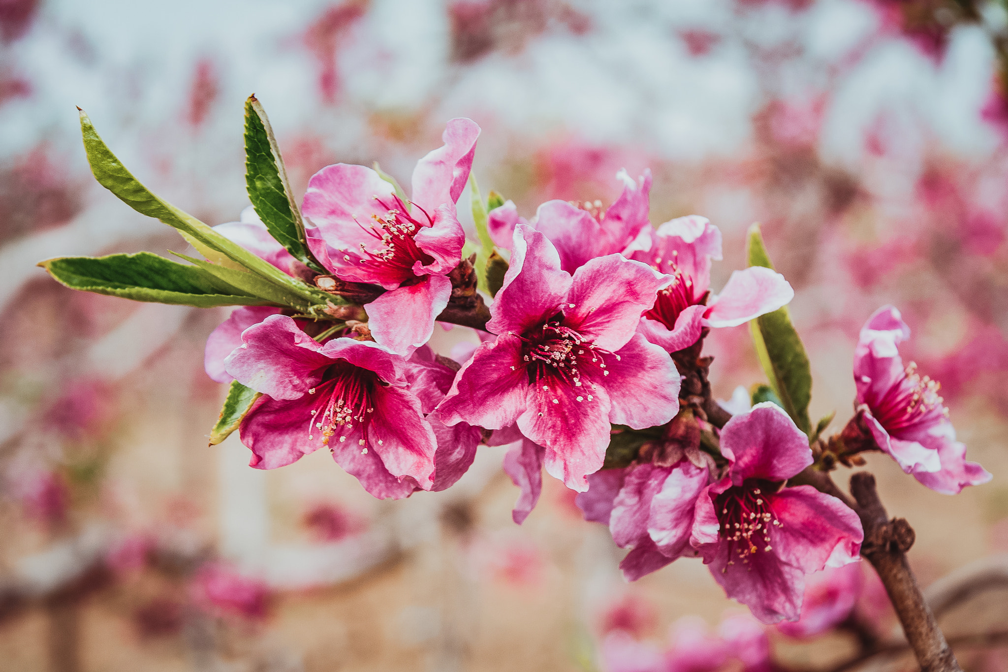 Canon EOS 40D sample photo. Peach blossom in orchard photography