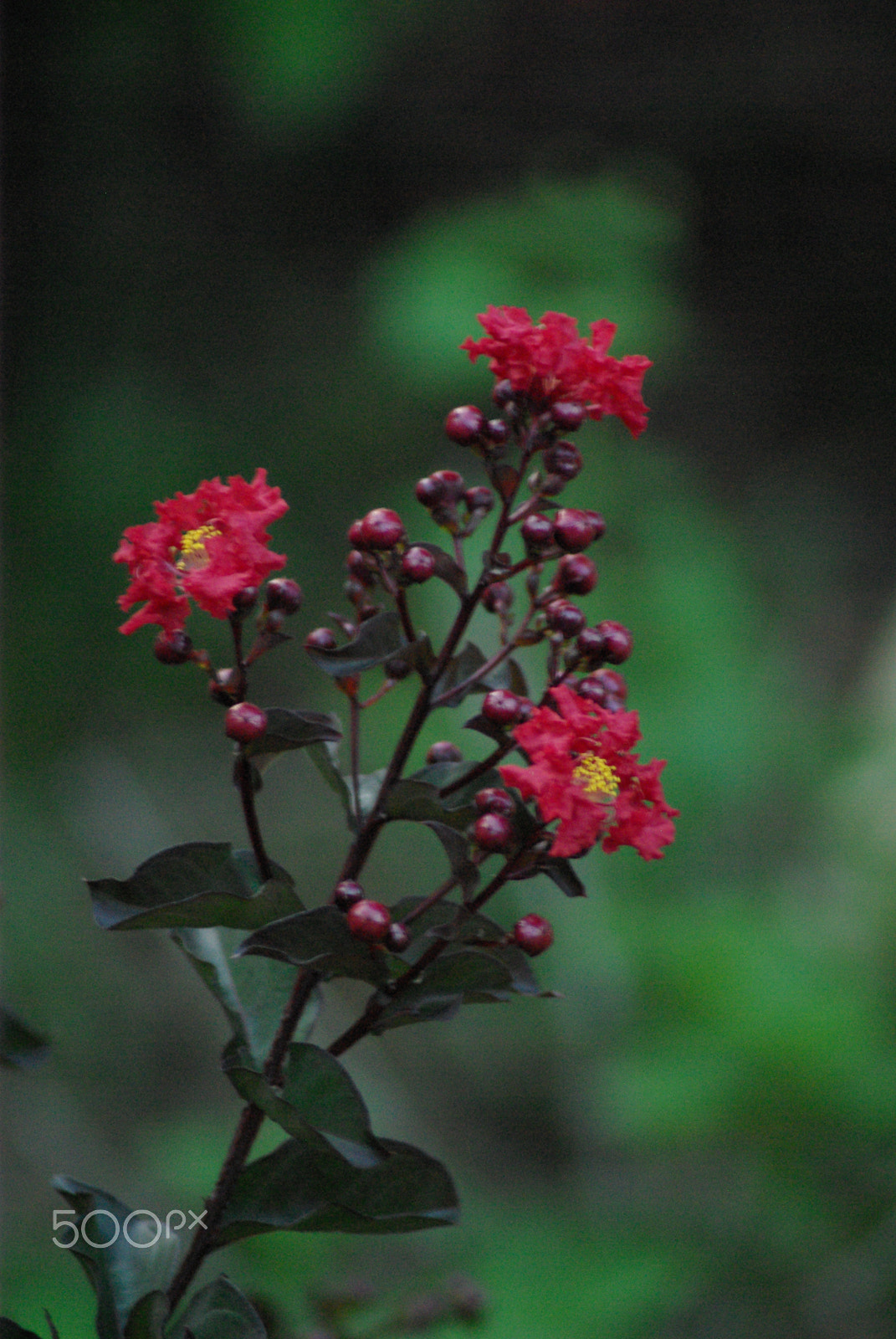 Pentax K10D sample photo. Crepe myrtle photography