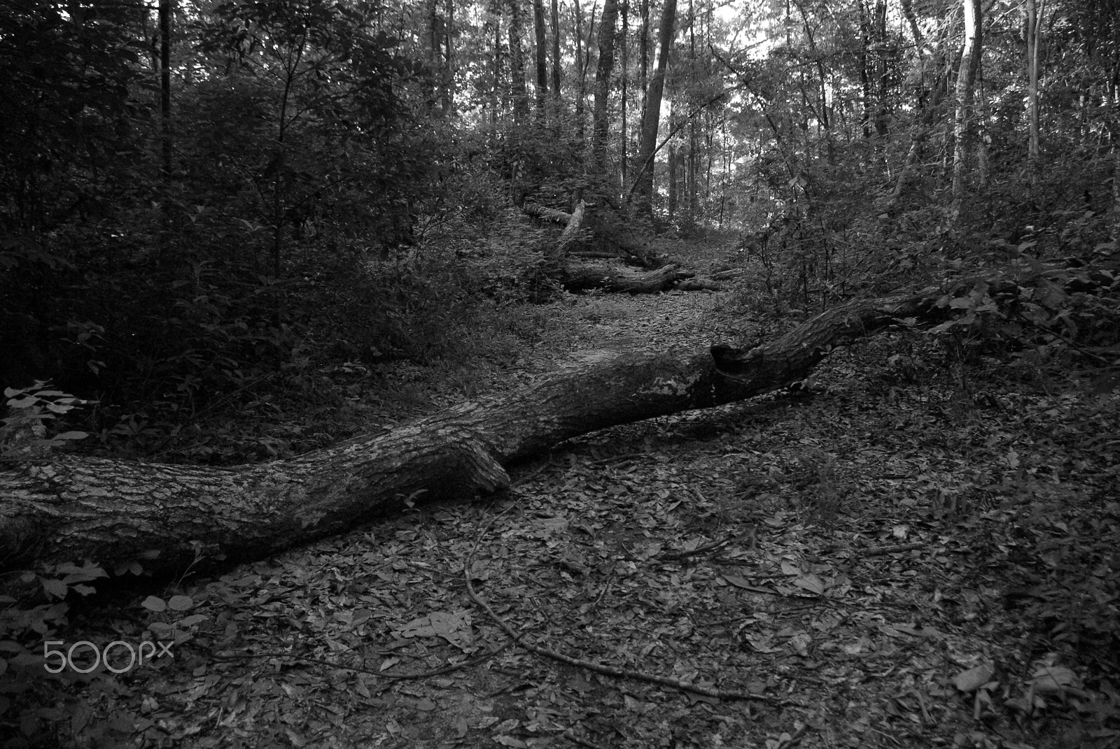 Pentax smc DA 18-55mm F3.5-5.6 AL WR sample photo. Forest trail photography