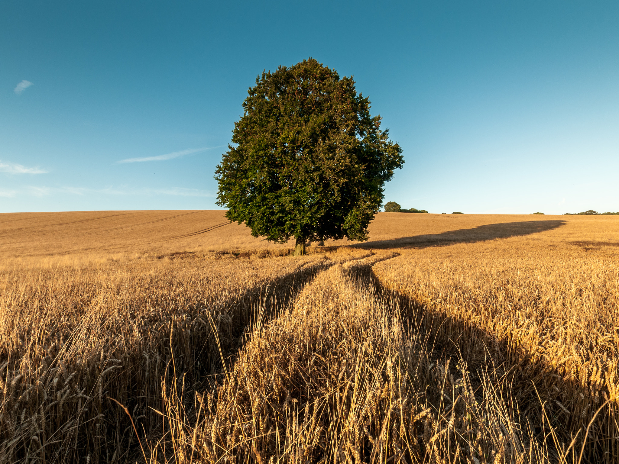 Nikon D300 + Sigma 10-20mm F3.5 EX DC HSM sample photo. Tree photography