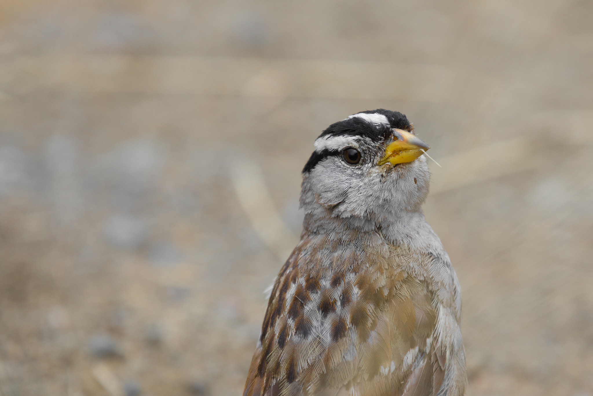 Canon EF 70-300mm F4-5.6L IS USM sample photo. Tiny bird photography