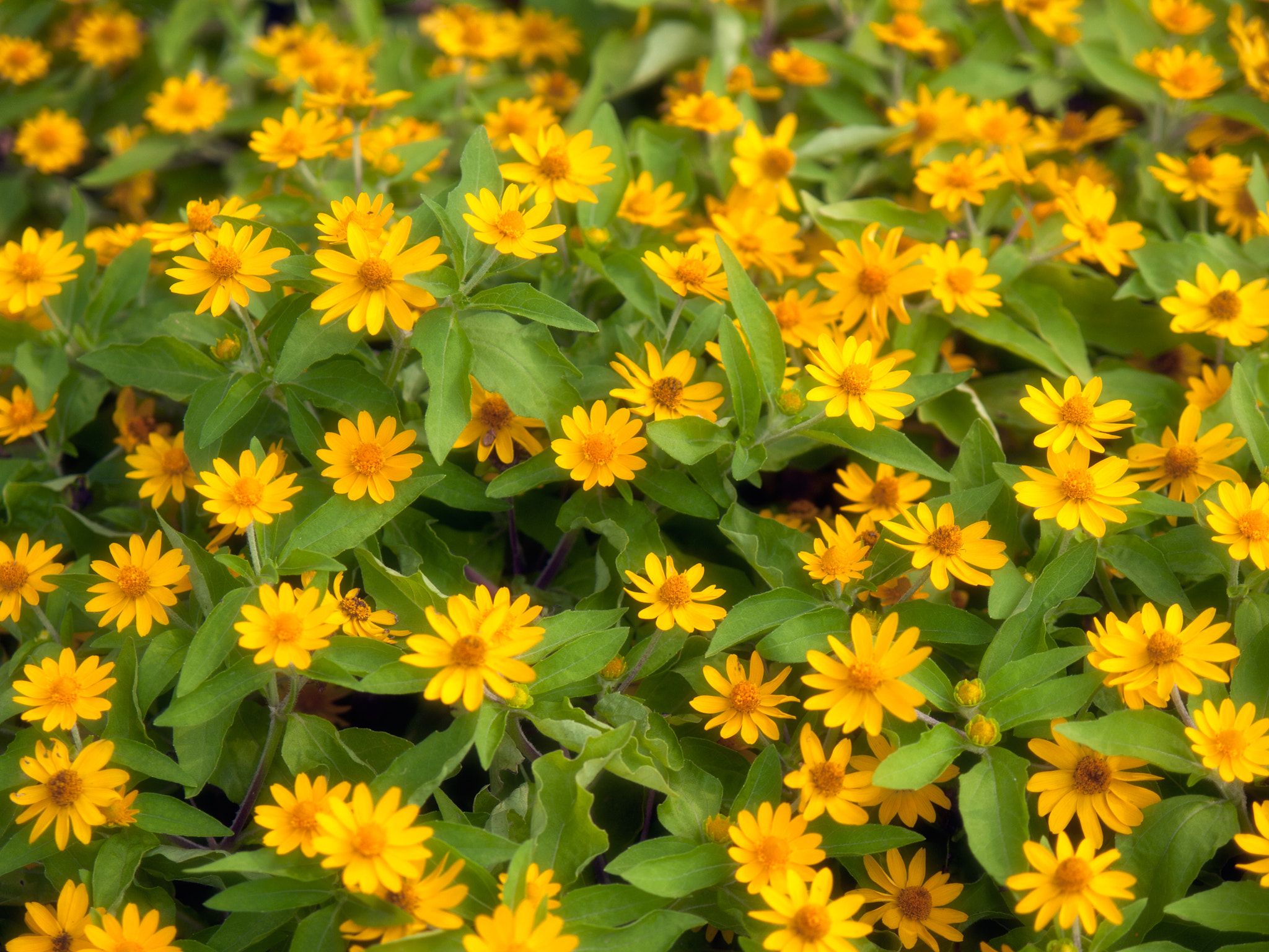 OLYMPUS 14-54mm Lens sample photo. Flowers photography