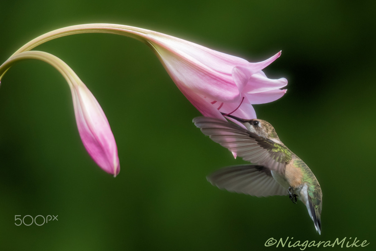 Nikon D810 + Nikon AF-S Nikkor 300mm F4D ED-IF sample photo. Ruby throated hummingbird in my garden photography