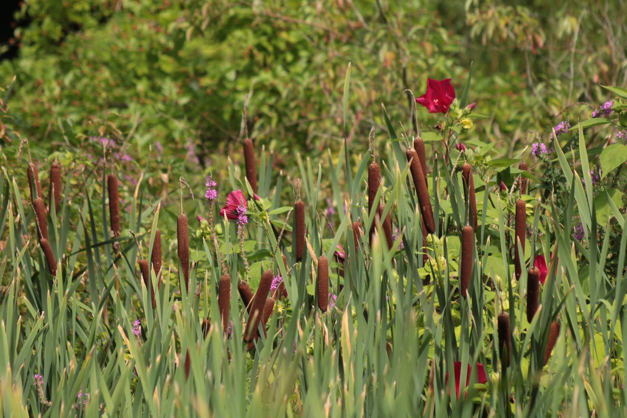 Canon EF 70-300mm F4-5.6 IS USM sample photo