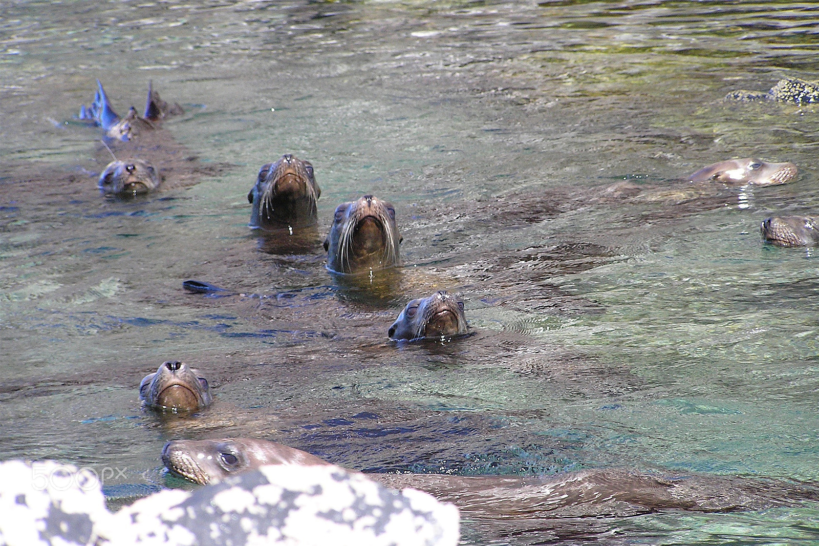 Olympus C765UZ sample photo. Come swim with us! photography