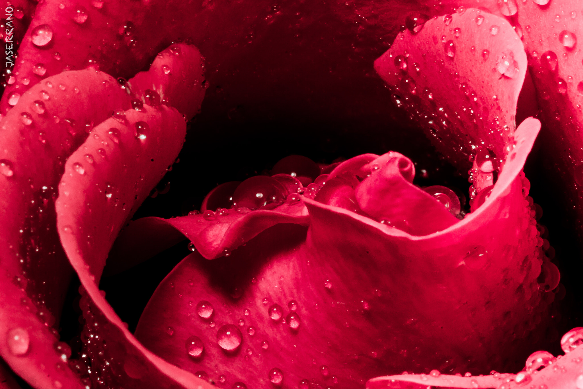 Canon EF 100mm F2.8L Macro IS USM sample photo. Rose & drop photography