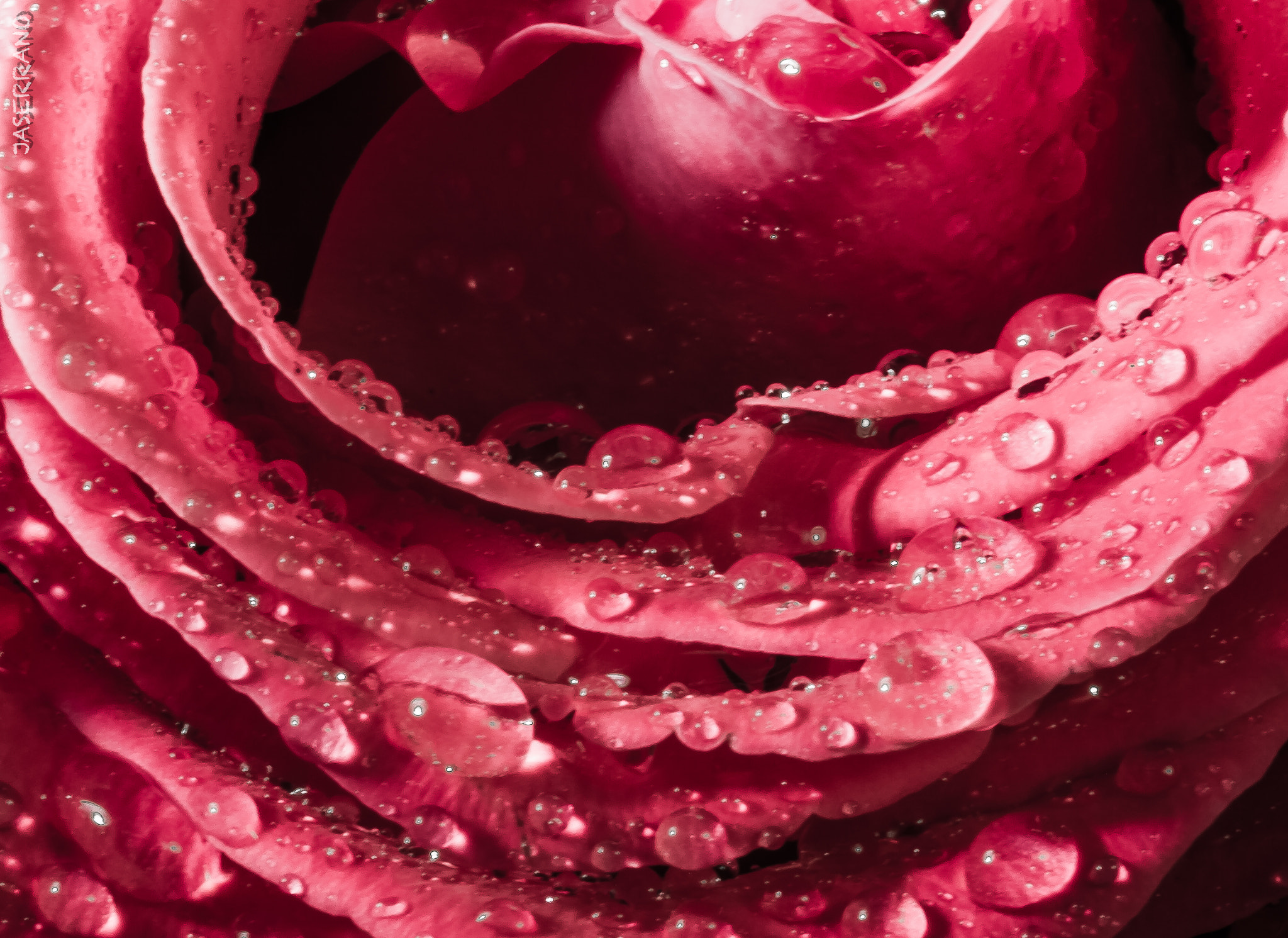 Canon EF 100mm F2.8L Macro IS USM sample photo. Rose & drop photography