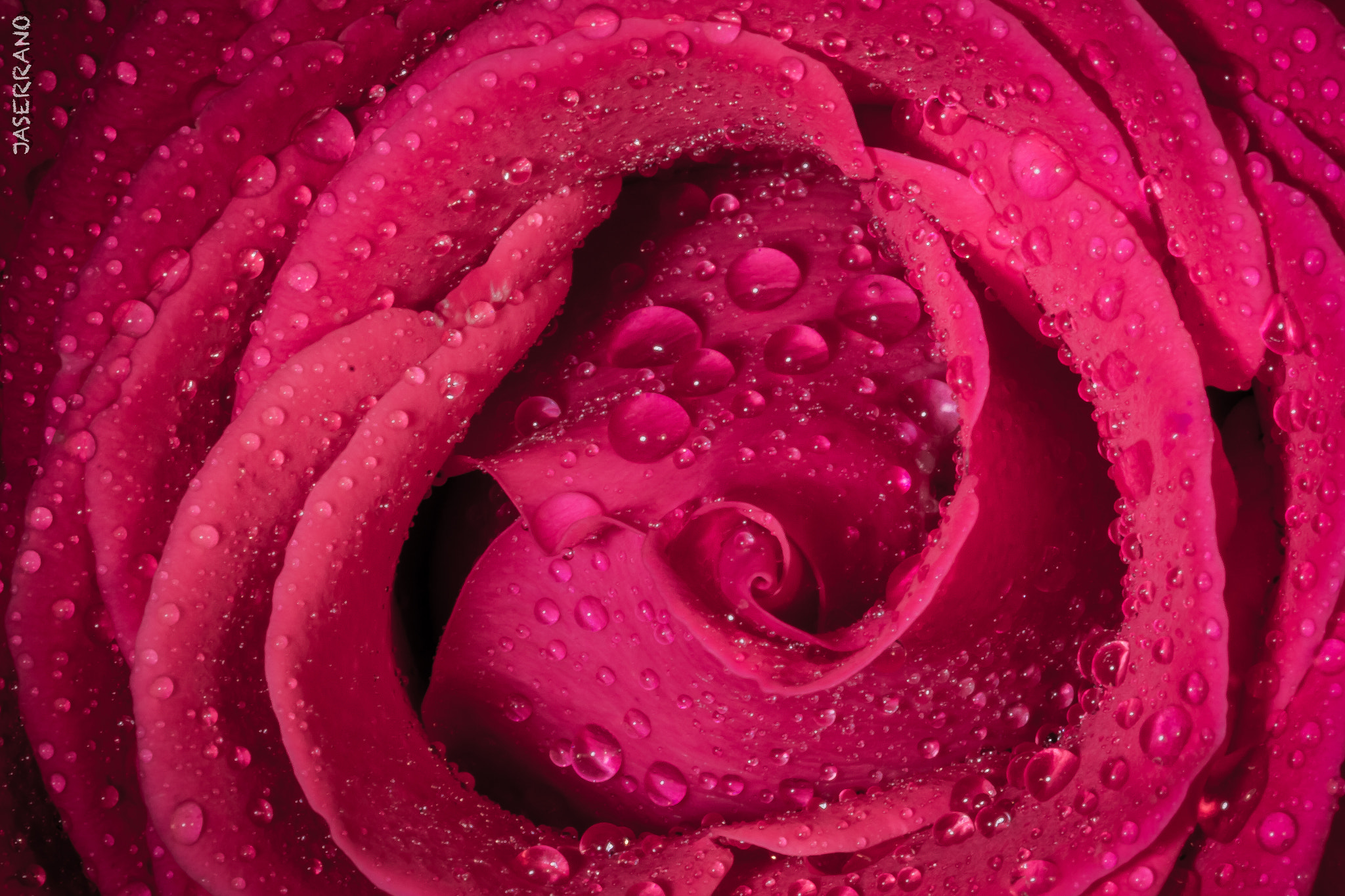 Canon EF 100mm F2.8L Macro IS USM sample photo. Rose & drop photography
