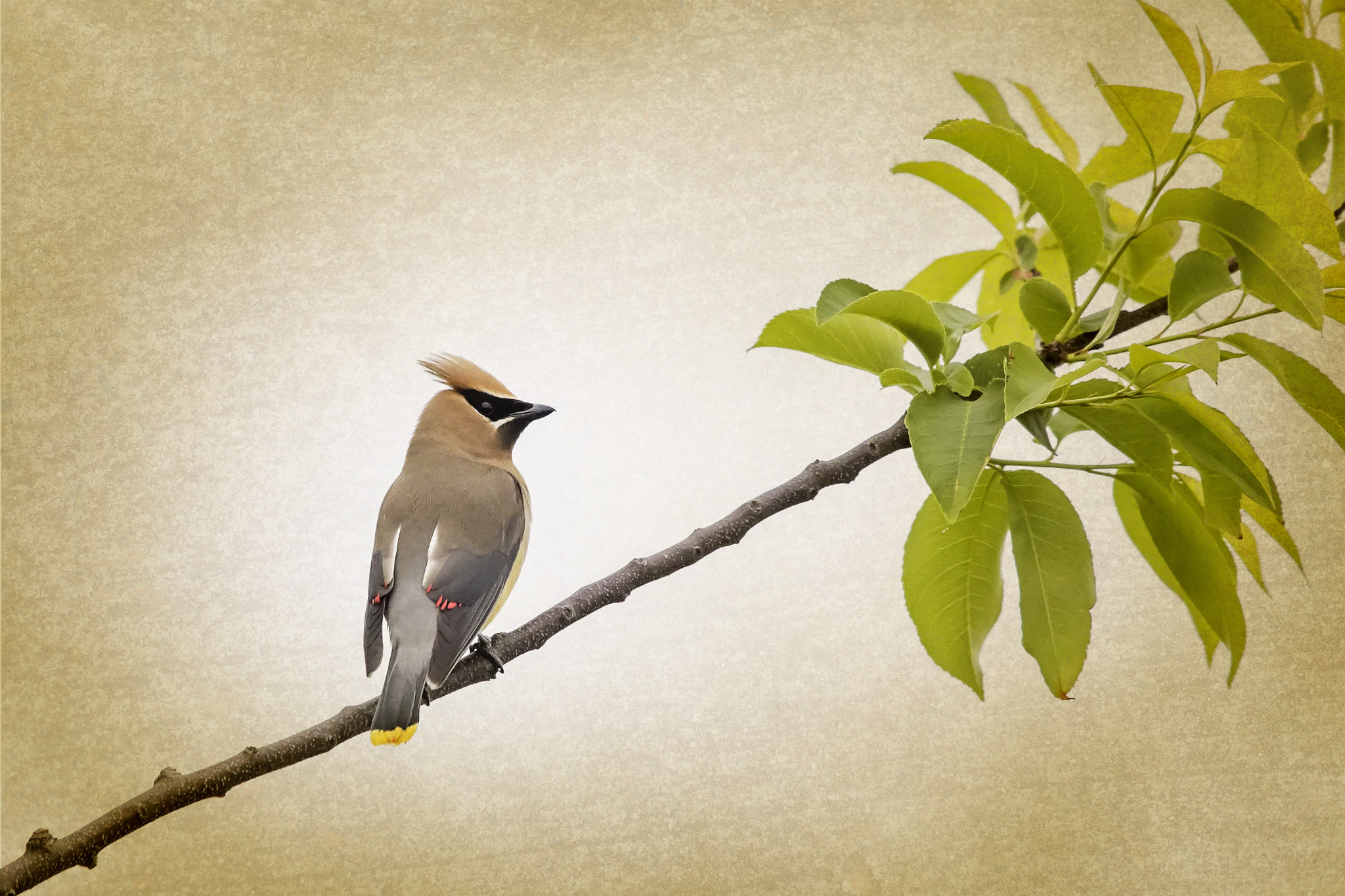 Canon EOS 7D Mark II + Canon EF 100-400mm F4.5-5.6L IS USM sample photo. Cedar waxwing on a branch photography