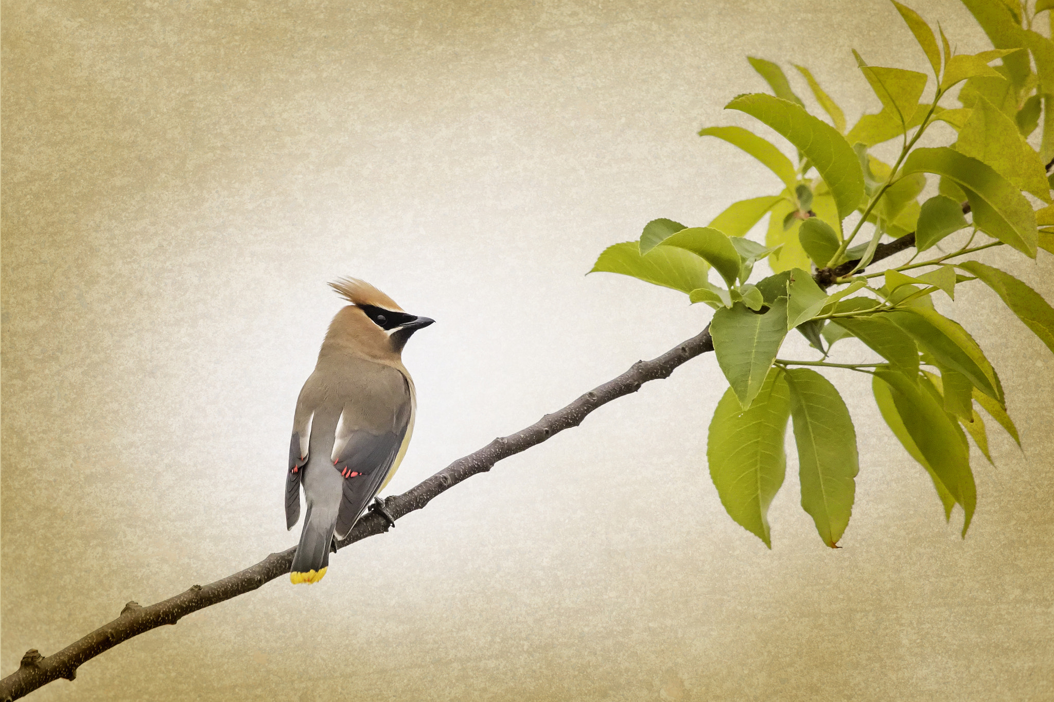 Canon EF 100-400mm F4.5-5.6L IS USM sample photo. Cedar waxwing on a branch photography