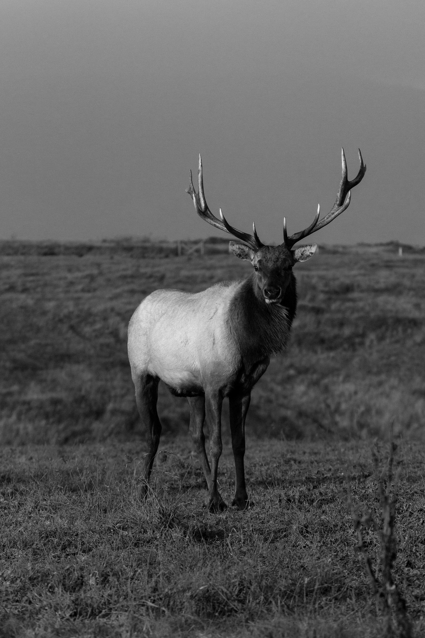Canon EF 100-400mm F4.5-5.6L IS USM sample photo. Bull tule elk photography