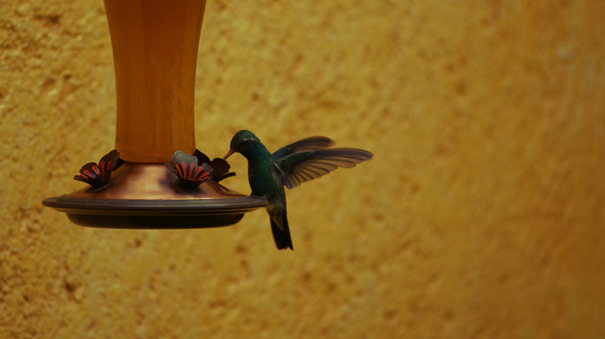 Sony 75-300mm F4.5-5.6 sample photo. I call her rosie photography
