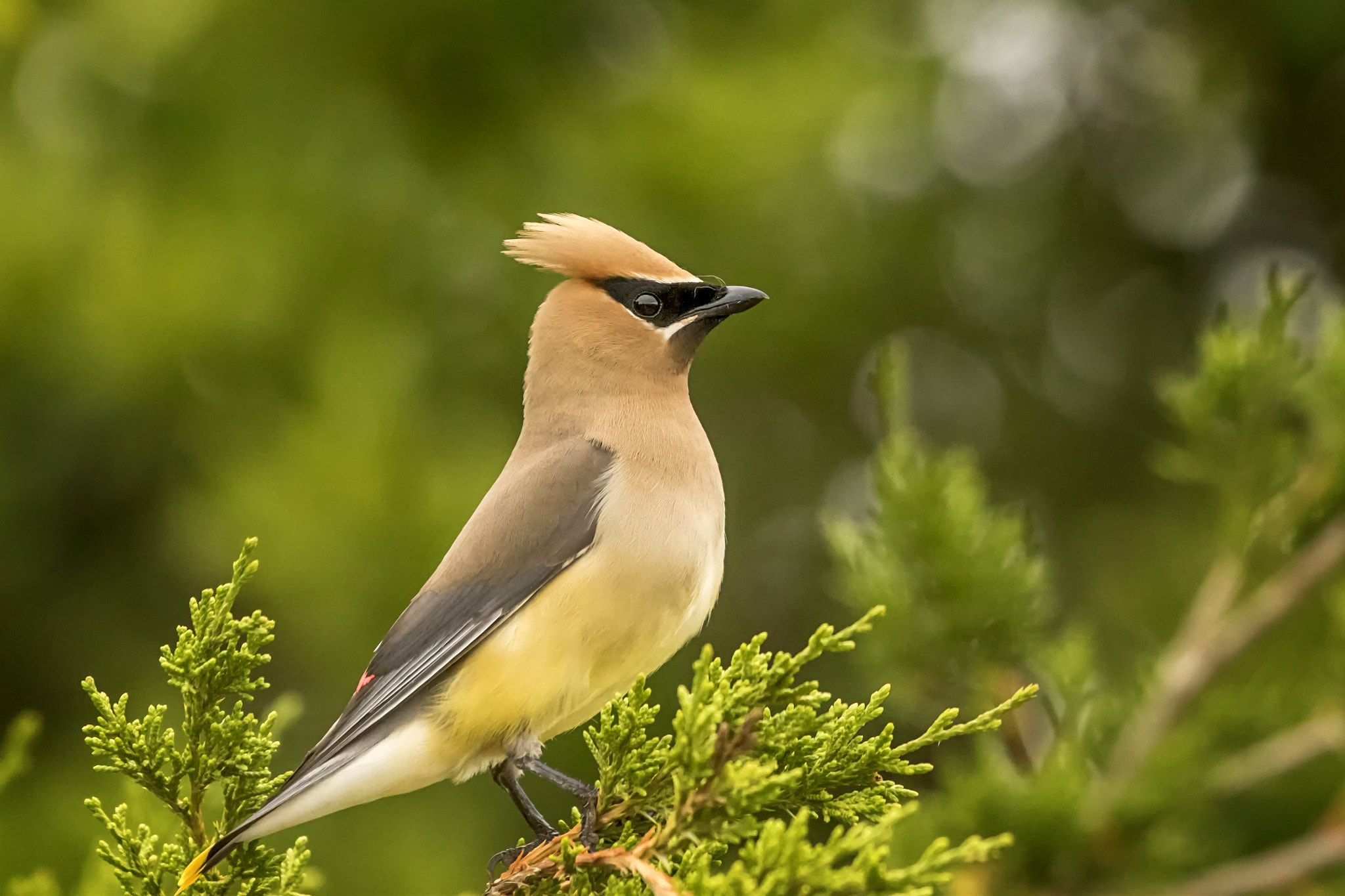 Canon EF 100-400mm F4.5-5.6L IS USM sample photo. Cedar waxwing photography