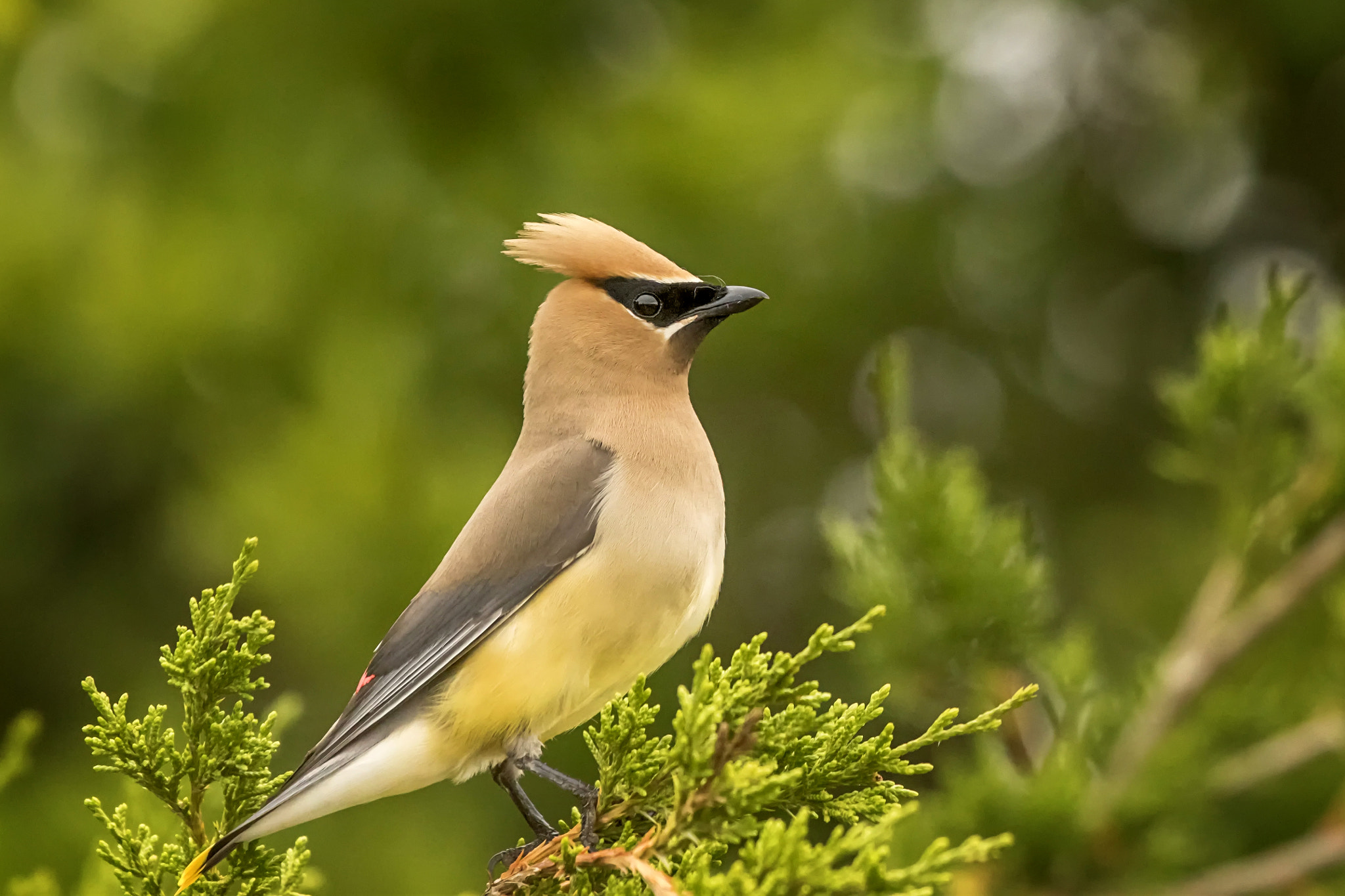 Canon EOS 7D Mark II + Canon EF 100-400mm F4.5-5.6L IS USM sample photo. Cedar waxwing photography