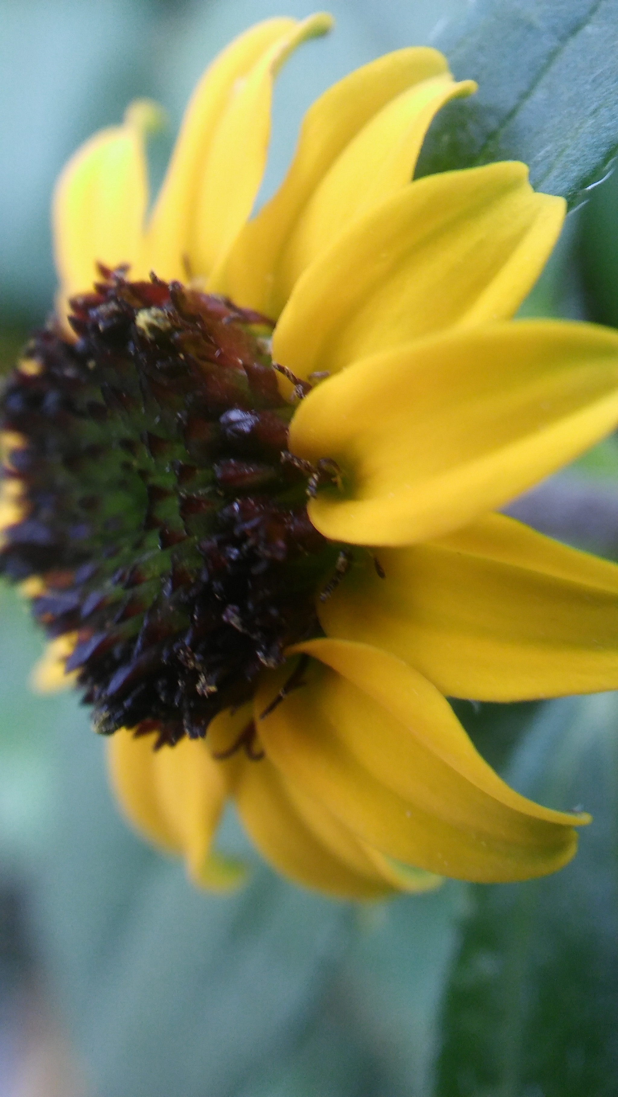 LG SPIRIT 4G LTE sample photo. Yellow flower photography