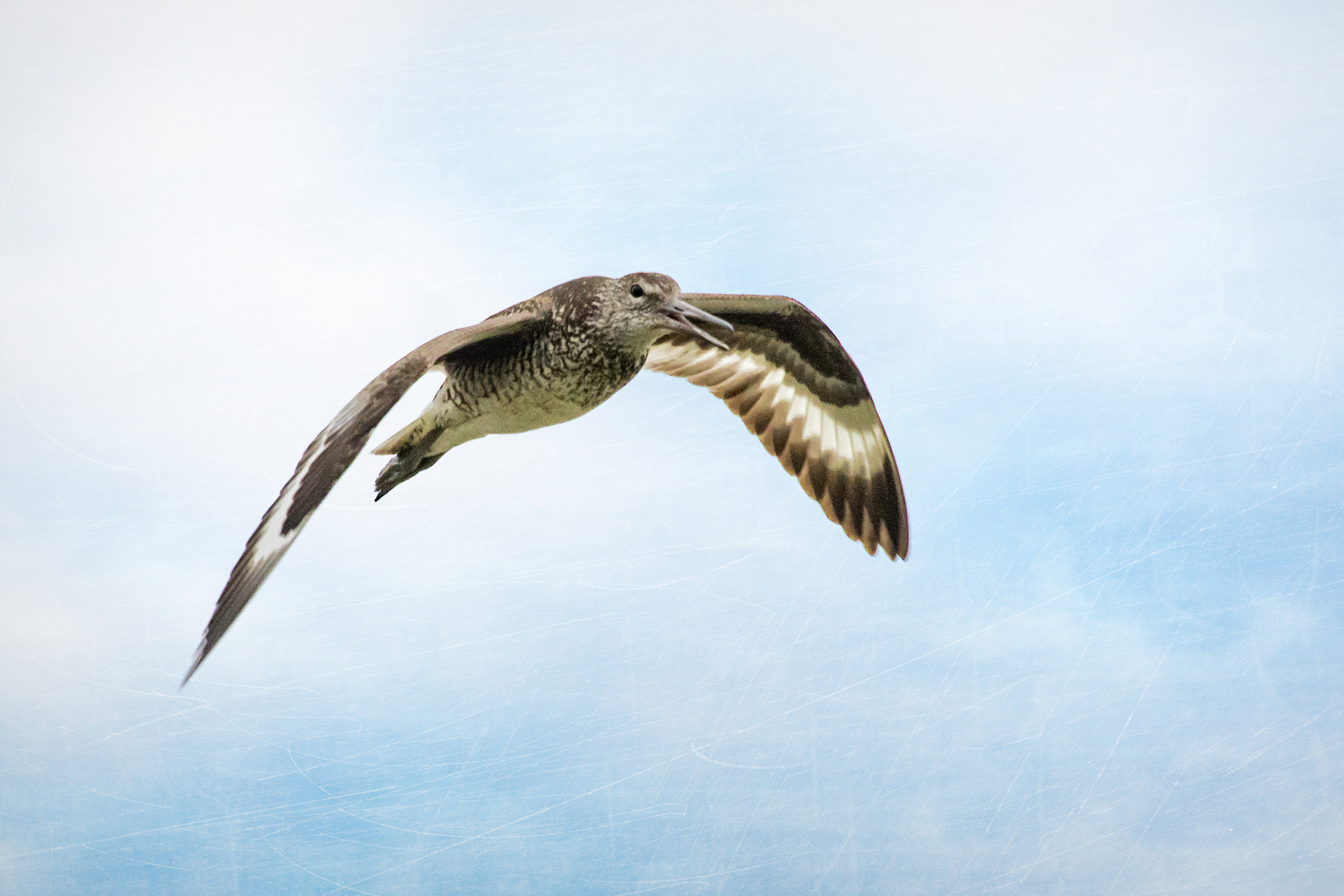 Canon EF 100-400mm F4.5-5.6L IS USM sample photo. Willet photography