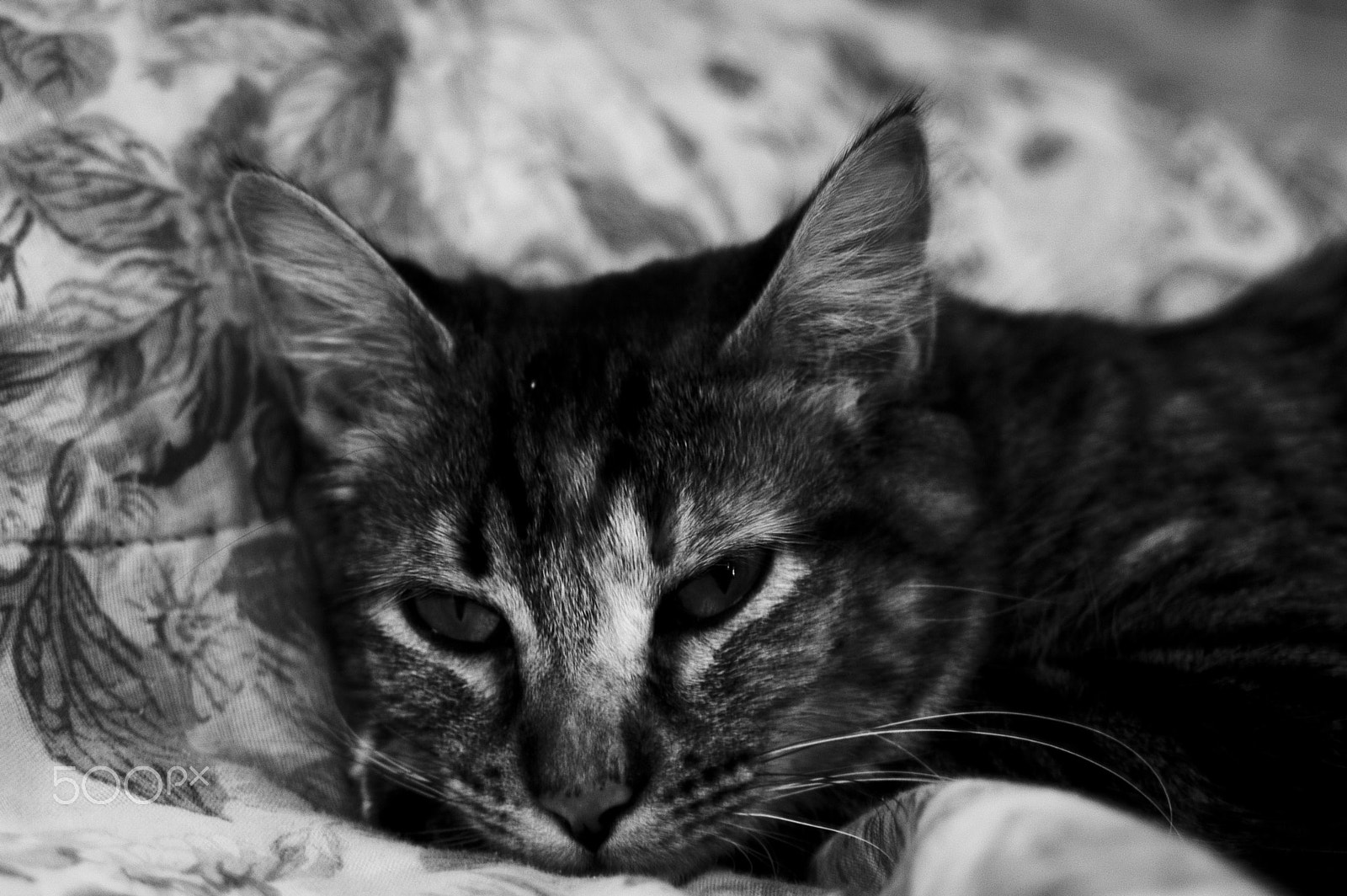 Nikon D100 sample photo. Cat photography
