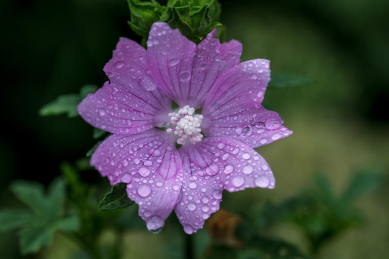 Sigma 105mm F2.8 EX DG OS HSM sample photo. Flowers photography