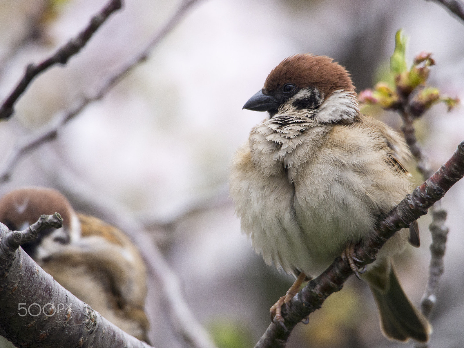 Olympus OM-D E-M5 sample photo. Japanese bird n.o. 1 photography