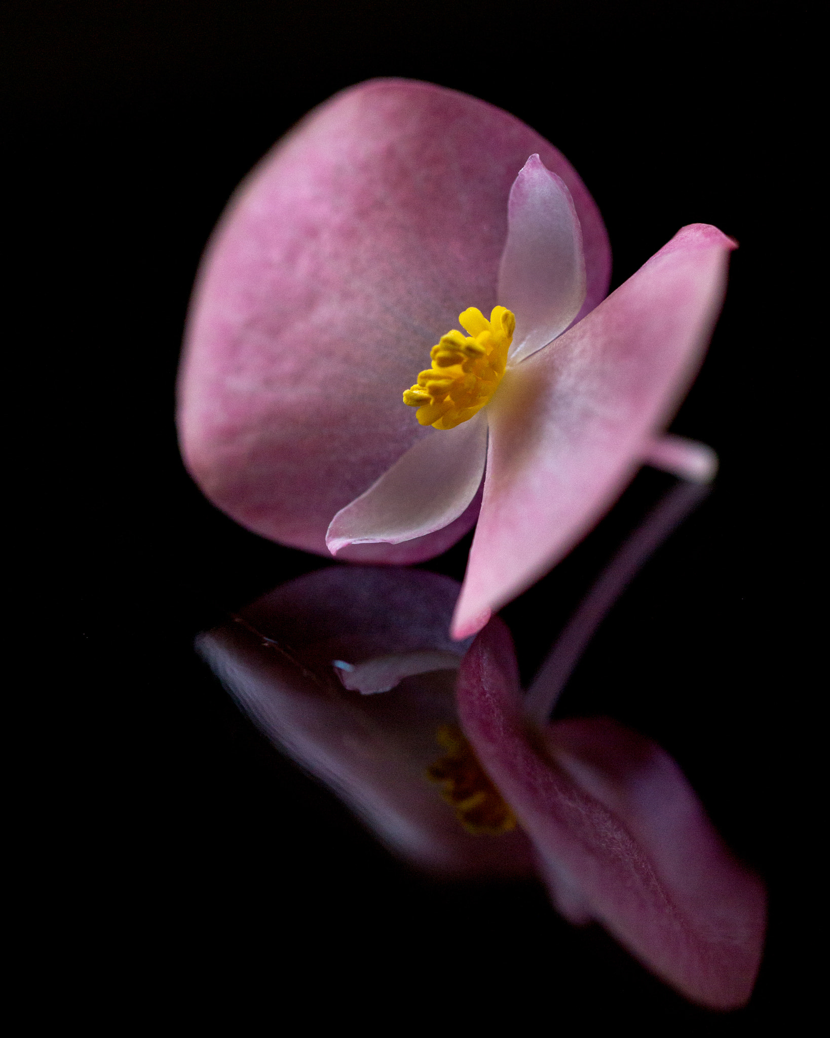 Canon EF 100mm F2.8L Macro IS USM sample photo. Reflection photography
