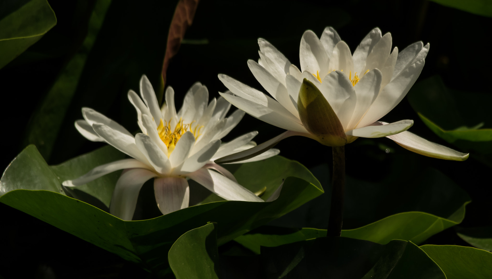 Pentax K-3 II sample photo. Sunday lotuses photography