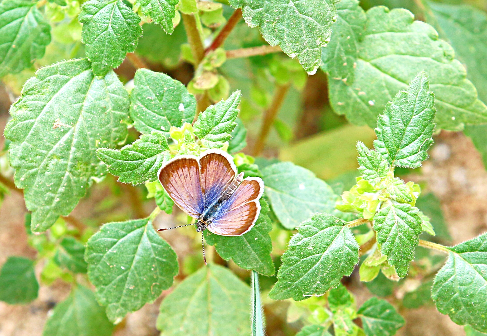 Canon EOS 70D + Canon EF 70-200mm F2.8L IS II USM sample photo. Butterfly photography