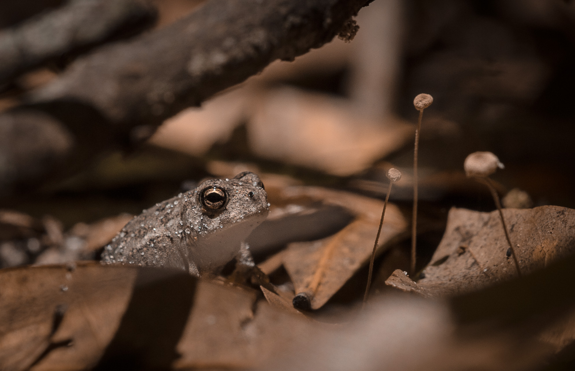 Nikon Df + Sigma 150mm F2.8 EX DG Macro HSM sample photo. Tiny toad photography