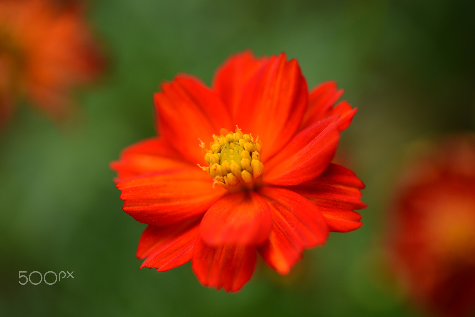 Nikon D600 sample photo. Sign of the autumn feel. photography