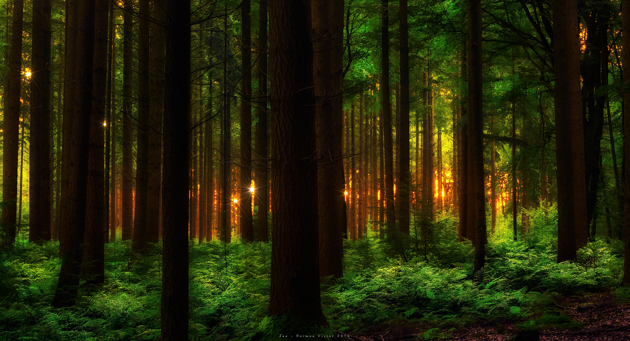 Canon EF 50-200mm f/3.5-4.5 sample photo. Ferns in the early morning... photography