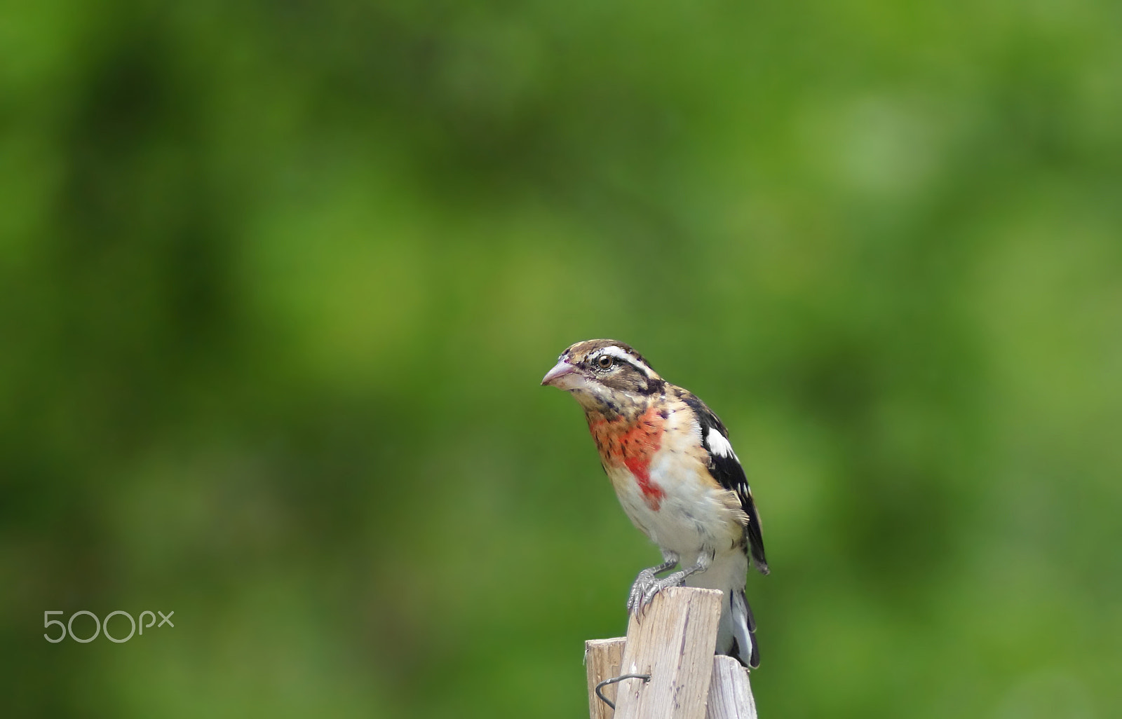 Sony 75-300mm F4.5-5.6 sample photo. Almost a man photography