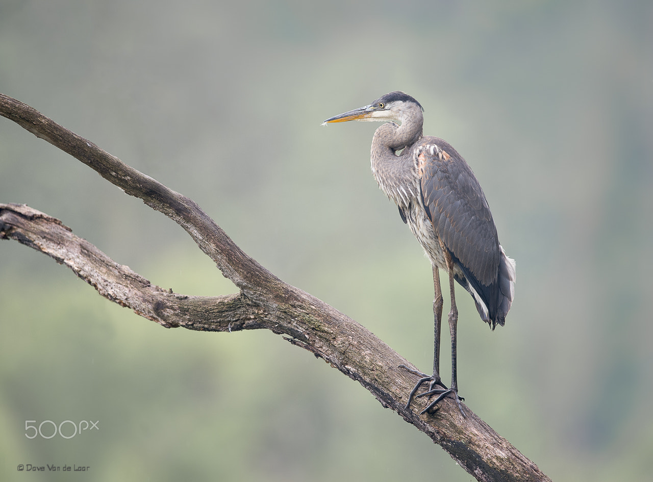 Nikon D3S + Nikon AF-S Nikkor 600mm F4G ED VR sample photo. Great blue heron photography