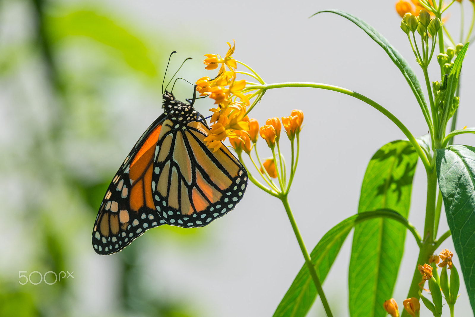 Nikon D800E + Nikon AF-S Nikkor 300mm F4D ED-IF sample photo. Hanging on milkweed photography