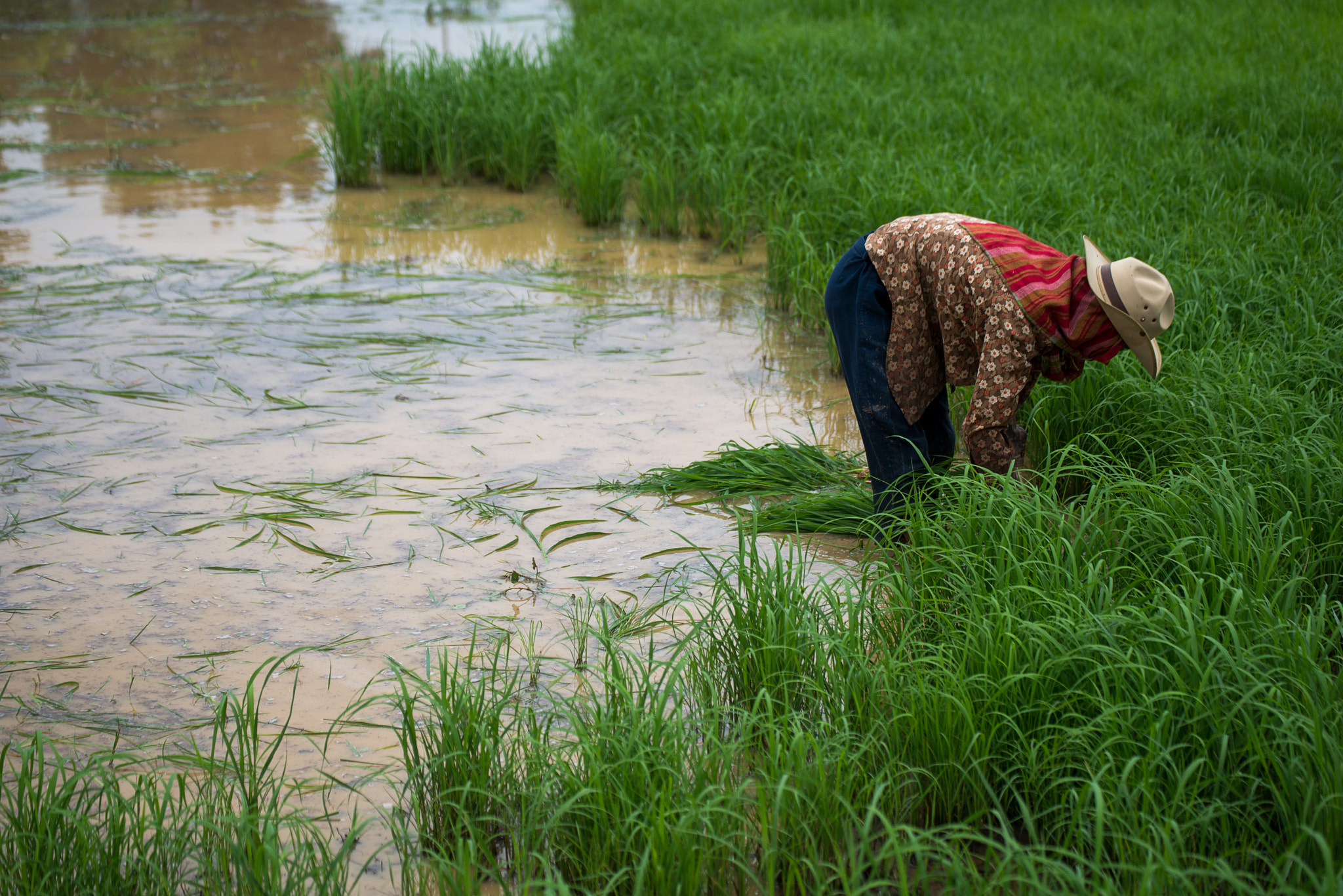 Nikon D800E sample photo. The farmer on the farm photography