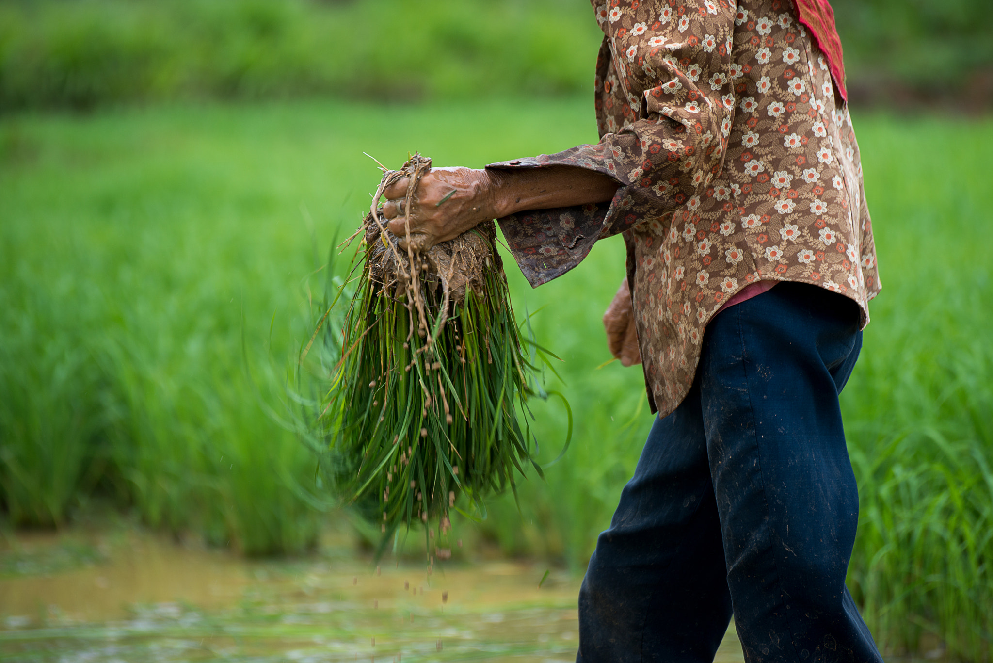 Nikon D800E sample photo. The farmer on the farm photography