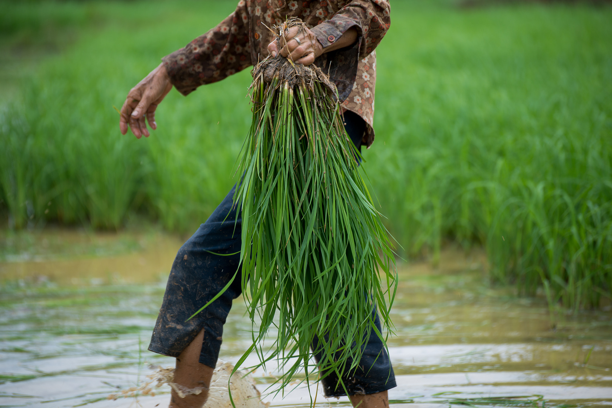 Nikon D800E sample photo. The farmer on the farm photography