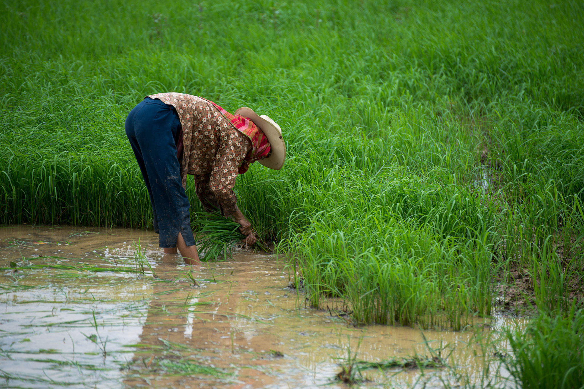 Nikon D800E sample photo. The farmer on the farm photography
