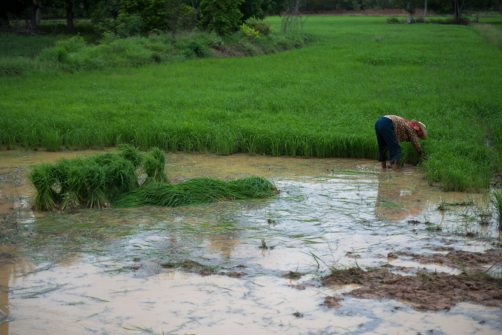Nikon D800E sample photo. The farmer on the farm photography