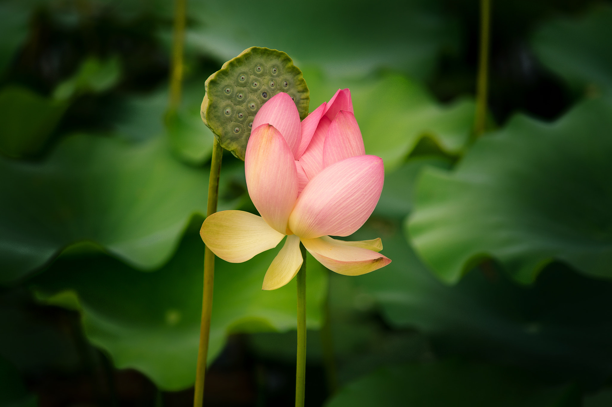 Sony a7 + Minolta AF 70-210mm F4 Macro sample photo. Lotus flower photography