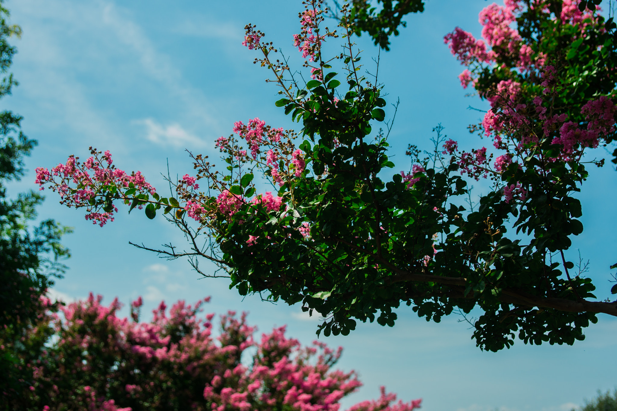 Sony Alpha DSLR-A850 sample photo. Flowers in the summer... photography