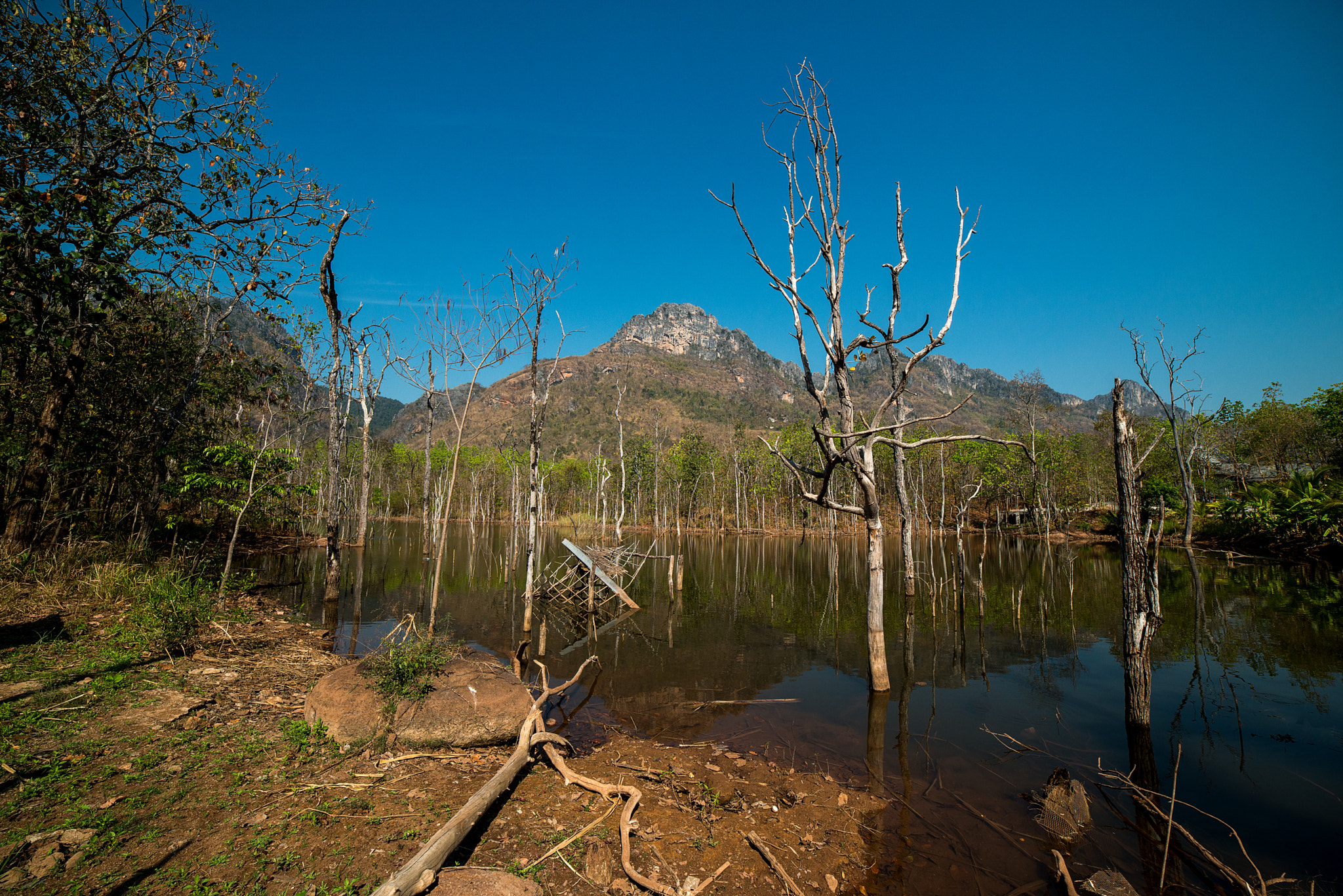 Samyang 14mm F2.8 ED AS IF UMC sample photo. Lake of the dead trees photography