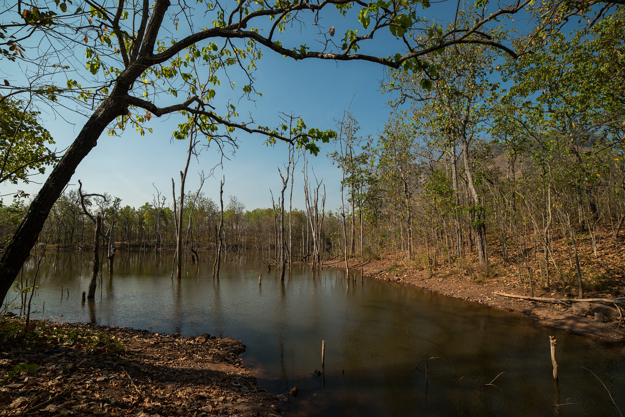 Samyang 14mm F2.8 ED AS IF UMC sample photo. Lake of the dead trees photography